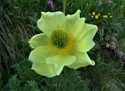 87 Pulsatilla alpina sulfurea alla macro